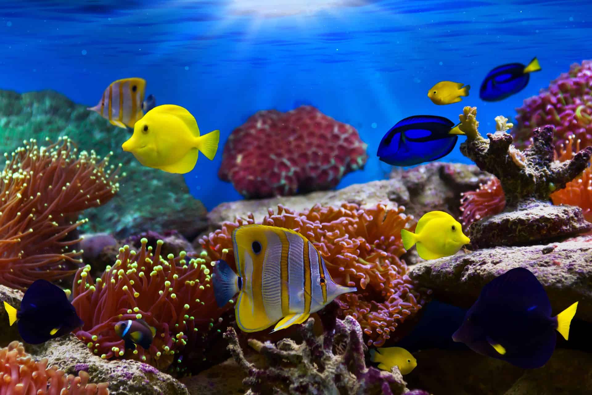 Top Tips When Starting a Tropical Fish Tank